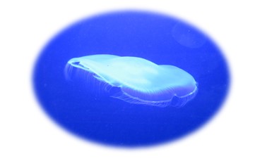 Jellyfish Floating Photograph F McCullough Copyright 2023 ©