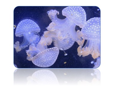 Spotty Jellyfish Photograph F McCullough Copyright 2023 ©