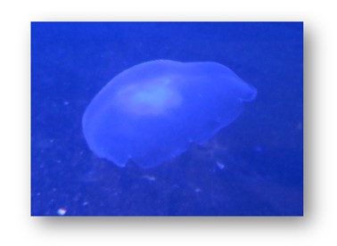 Gelatinous Jellyfish Photograph F McCullough Copyright 2023 
