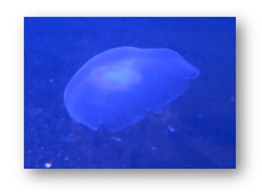 Gelatinous Jellyfish Photograph F McCullough Copyright 2023 ©
