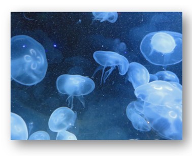 Jellyfish Hanging-out Photograph F McCullough Copyright 2023 ©