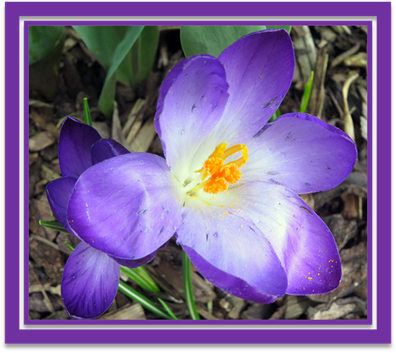 Crocus 
Colour And Form Of Nature

