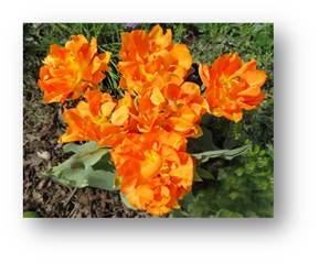 Orange Dutch Tulips