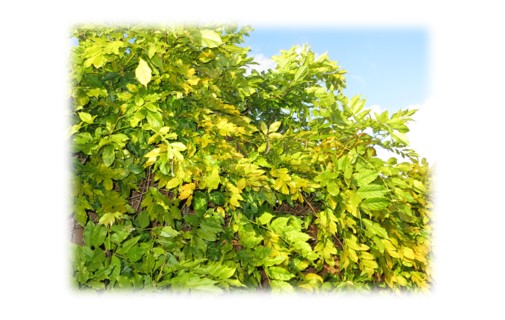 Wisteria Leaves In Sunshine Photograph F McCullough Copyright 2023 